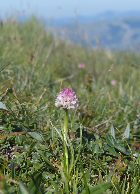 La Nigritella widderi a Pizzo di Sevo e Cima Lepri  -  luglio 2025